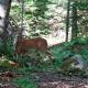 Biche volée