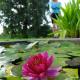 Fleurs