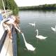 Cygne d'amitié