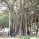 Ficus malioloide