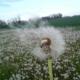 Un printemps à s'en arracher les cheveux !