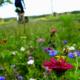 La fleur et le f(l)ou